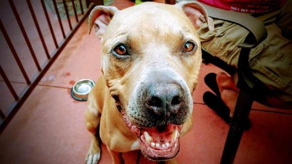 /Images/uploads/Minnesota Spay Neuter Assistance Program/MNSNAP/entries/9406thumb.jpg